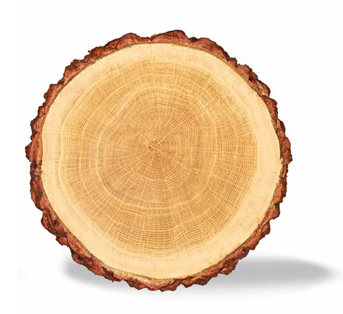 Massivholzbett Buche