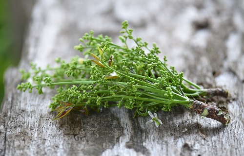 bio-neem_vom_neembaum